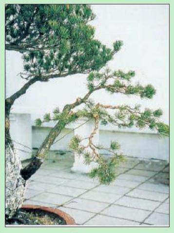 图解 日本五针松盆景怎么制作的23个过程