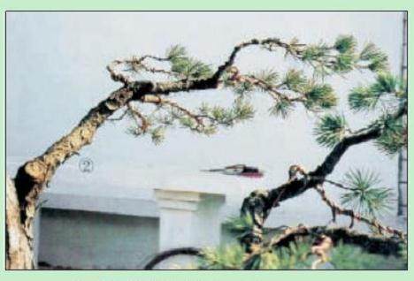 图解 日本五针松盆景怎么制作的23个过程