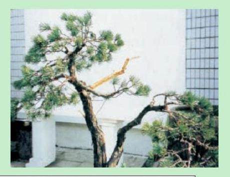 图解 日本五针松盆景怎么制作的23个过程