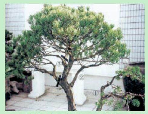 图解 日本五针松盆景怎么制作的23个过程