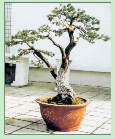 图解 日本五针松盆景怎么制作的23个过程