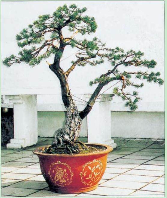 图解 日本五针松盆景怎么制作的23个过程