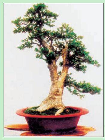 图解 名家教你怎么制作瓜子黄杨盆景