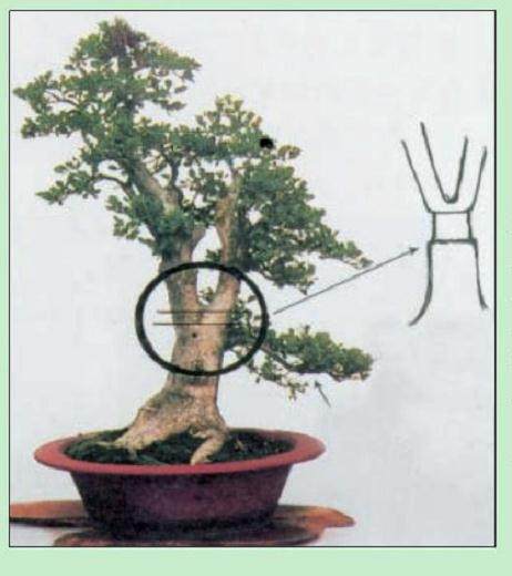 图解 名家教你怎么制作瓜子黄杨盆景