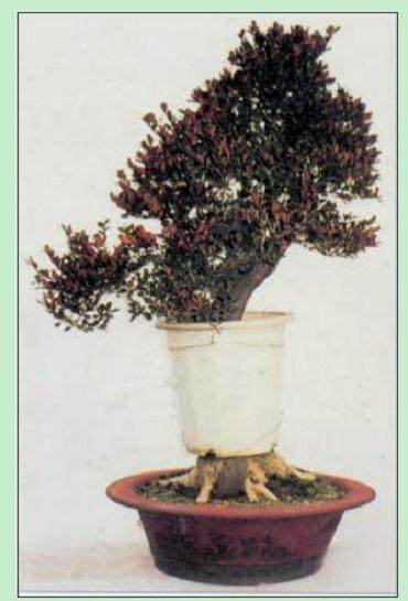 图解 名家教你怎么制作瓜子黄杨盆景