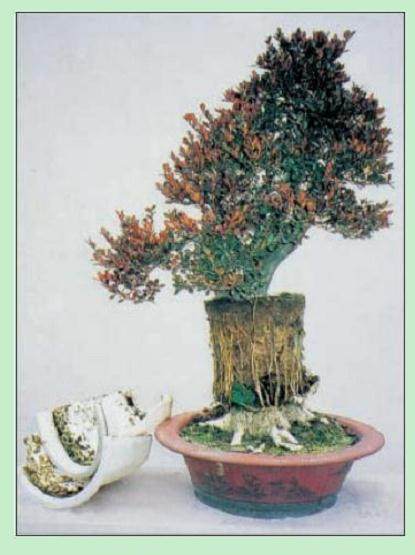 图解 名家教你怎么制作瓜子黄杨盆景