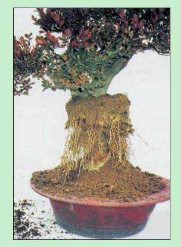 图解 名家教你怎么制作瓜子黄杨盆景