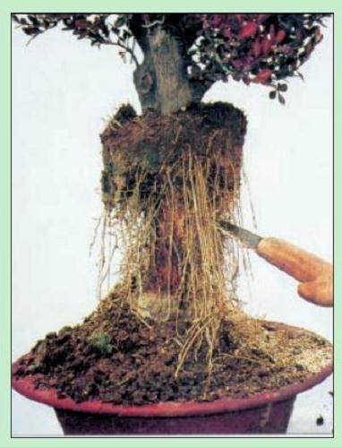 图解 名家教你怎么制作瓜子黄杨盆景