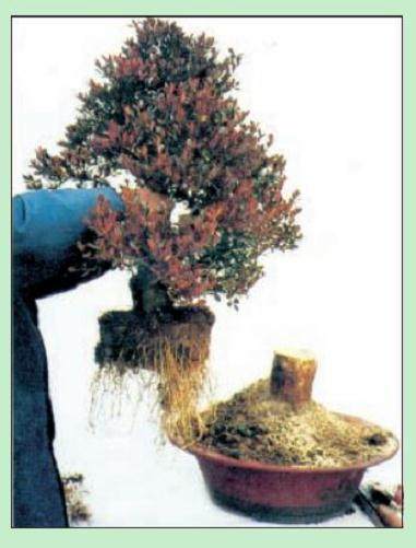 图解 名家教你怎么制作瓜子黄杨盆景