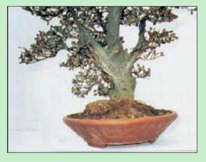 图解 名家教你怎么制作瓜子黄杨盆景