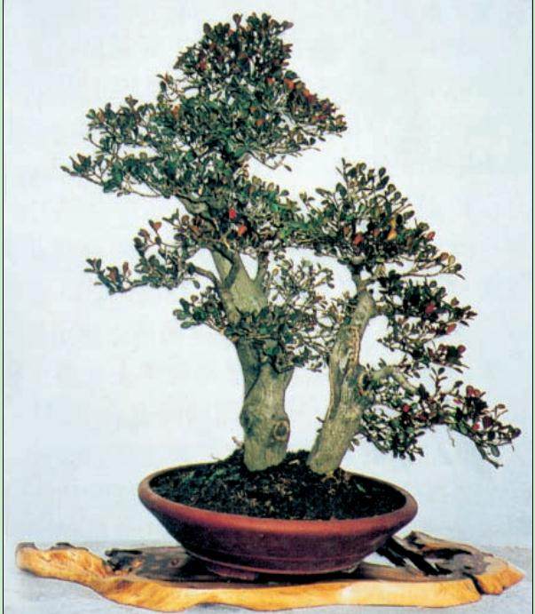 图解 名家教你怎么制作瓜子黄杨盆景