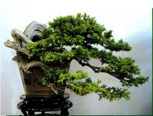 特大型盆景安全越冬的4个经验