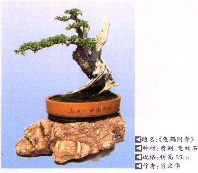 笔者侍养黄荆老桩盆景多年 略有心得