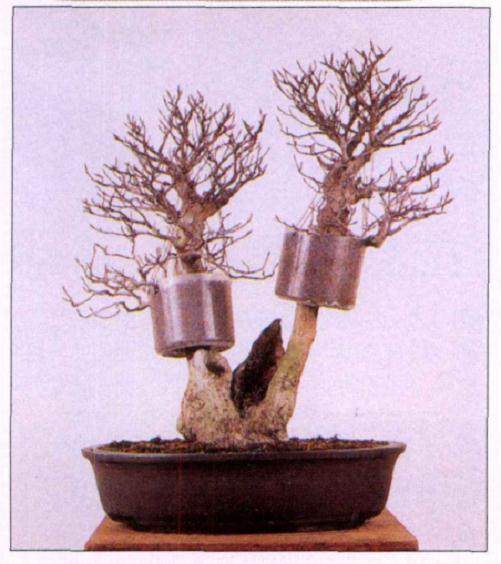 如何制作时运用盆景压条技术?