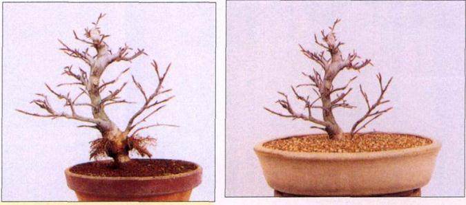 图解 如何制作时运用盆景压条技术