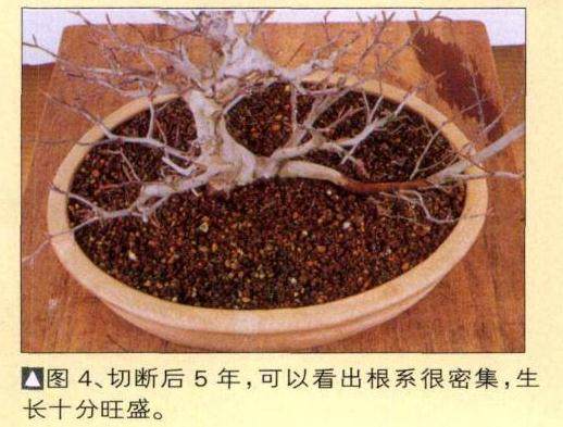 图解 如何制作时运用盆景压条技术