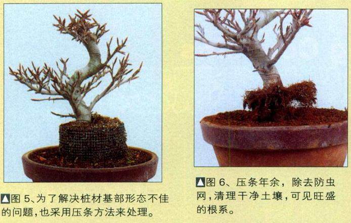 图解 如何制作时运用盆景压条技术