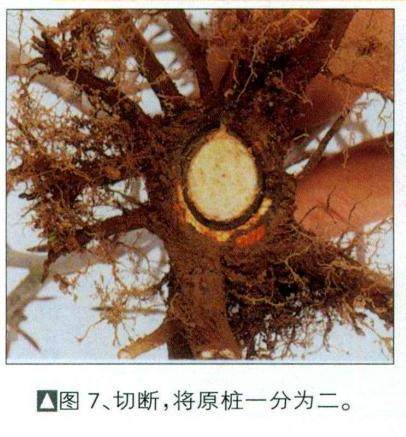 图解 如何制作时运用盆景压条技术