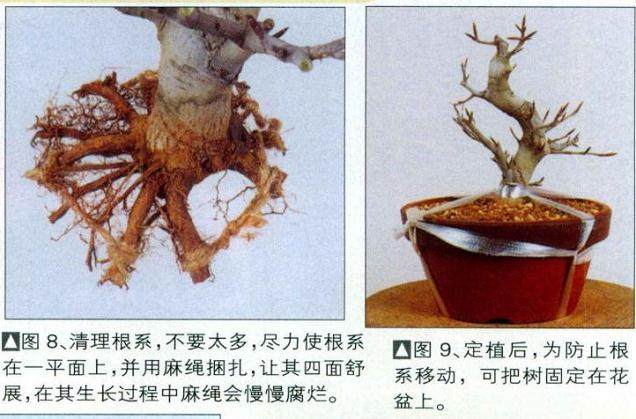 图解 如何制作时运用盆景压条技术