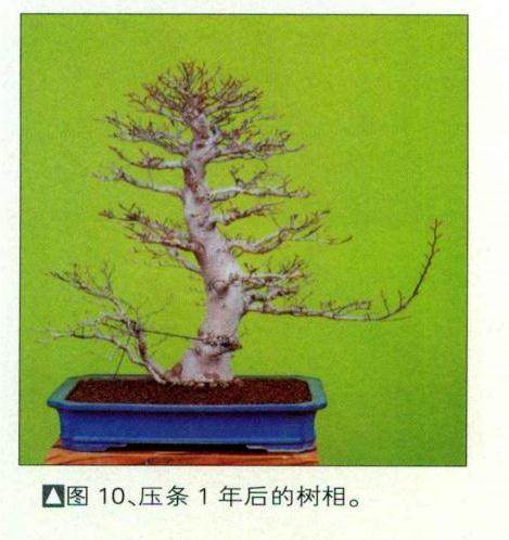 图解 如何制作时运用盆景压条技术