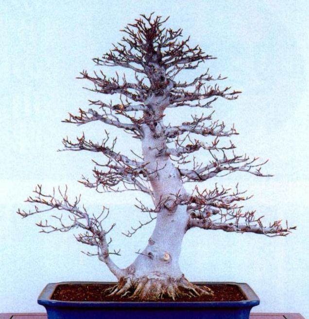 图解 如何制作时运用盆景压条技术