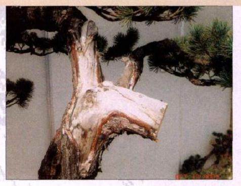 拿掉时留下一段枝头留作雕刻舍利