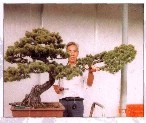 向右的飘枝使树气势全无