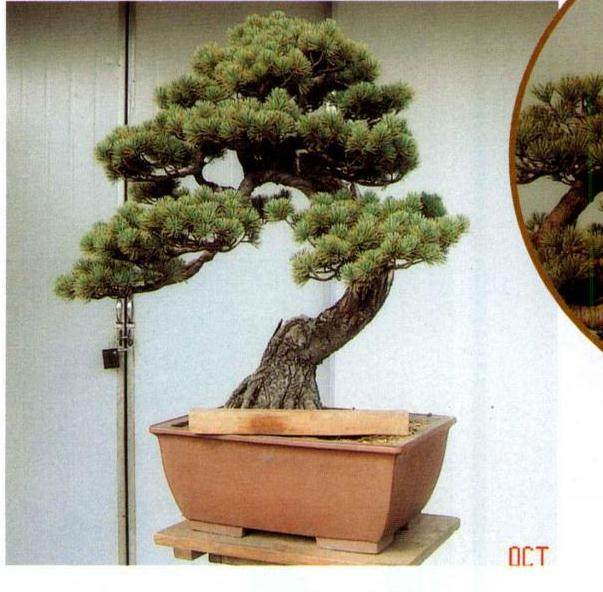 重新确立观赏面