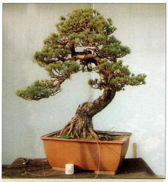 图解 看我是如何对五针松盆景的进行制作