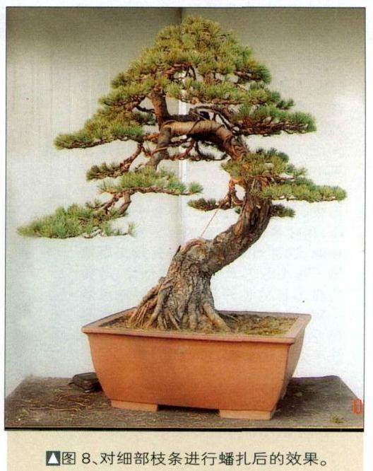 图解 看我是如何对五针松盆景的进行制作
