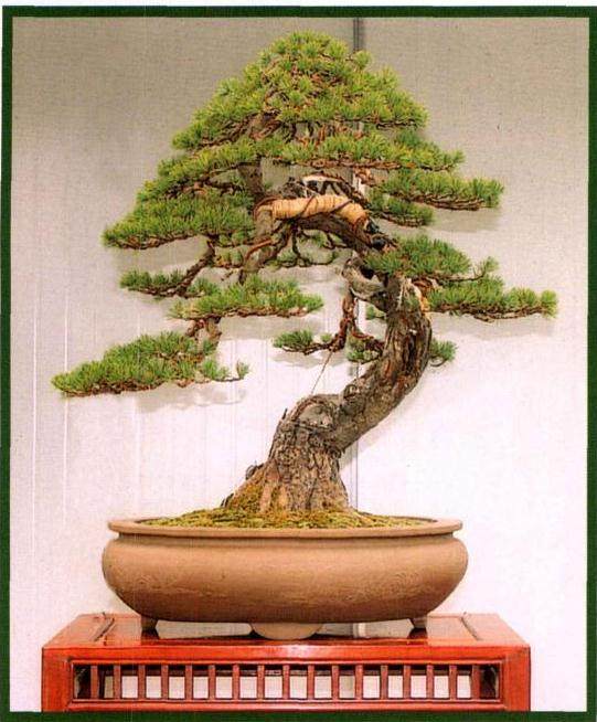 图解 看我是如何对五针松盆景的进行制作