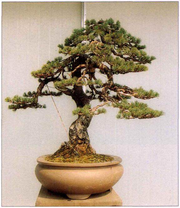 图解 看我是如何对五针松盆景的进行制作