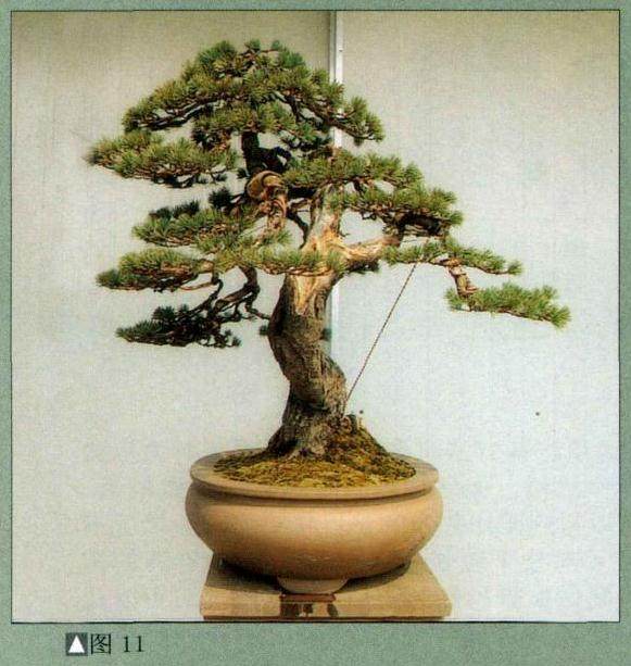 换上椭圆形浅盆后的后面