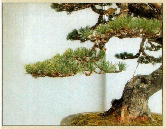 换上椭圆形浅盆后的后面