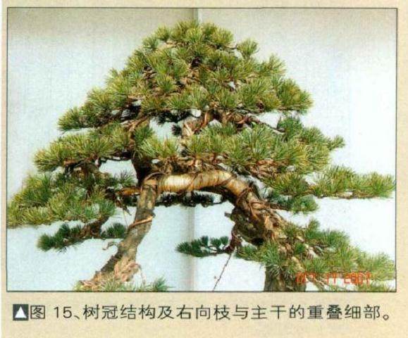 树冠结构及右向枝与主干的重叠细部