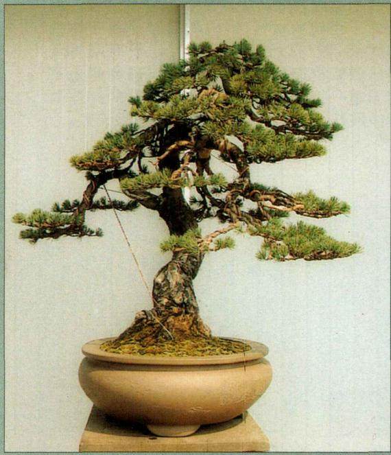 左跌枝枝架结构及其根部效果图