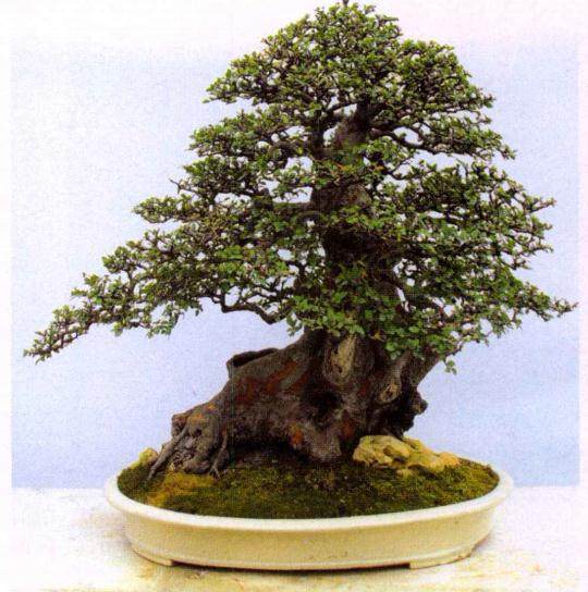 如何防止和延缓雀梅盆景过快衰老？