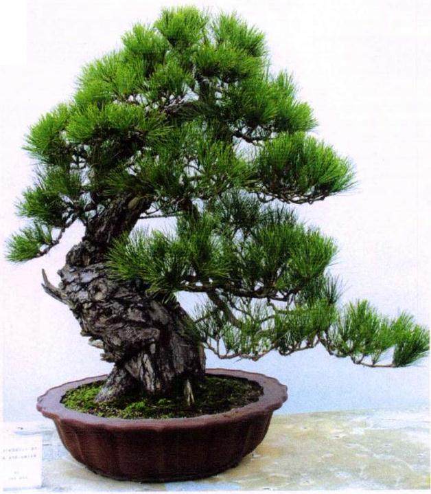 如何防止和延缓雀梅盆景过快衰老？