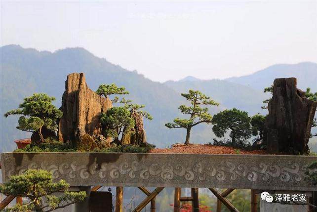 泽雅深山里的盆景艺术基地