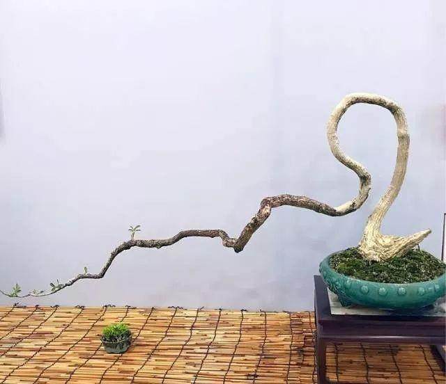 何为“素仁格”盆景?