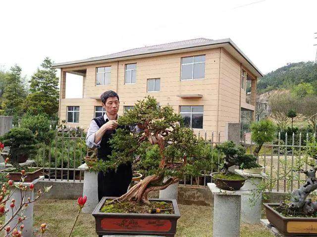 许光祖枞阳盆景根艺赏石艺术节系列推介