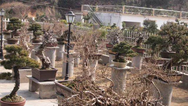 许光祖枞阳盆景根艺赏石艺术节系列推介