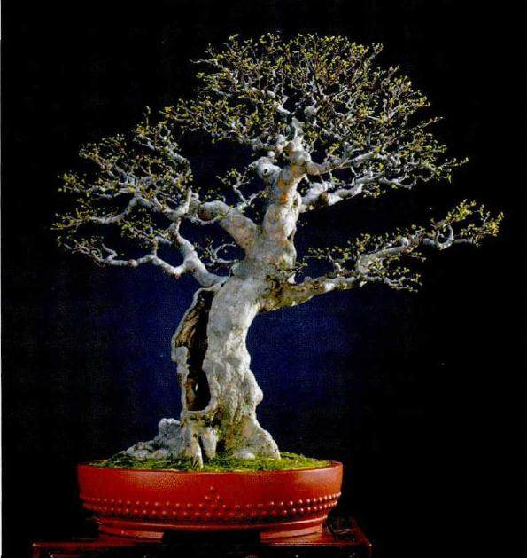 浙江省盆景艺术大师盛光荣先生的新书《盛苑盆景》