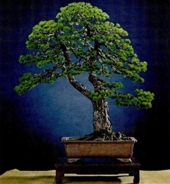 浙江省盆景艺术大师盛光荣先生的新书《盛苑盆景》