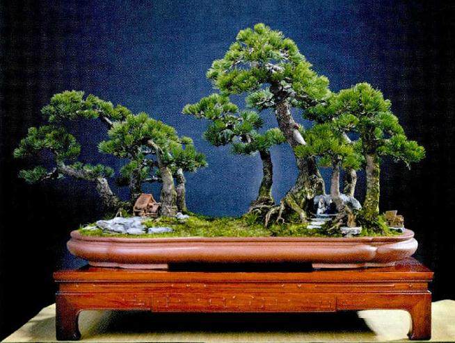 浙江省盆景艺术大师盛光荣先生的新书《盛苑盆景》
