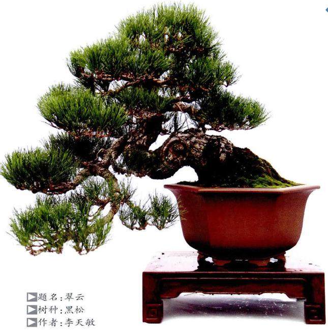 黑松盆景素材的选择与养护