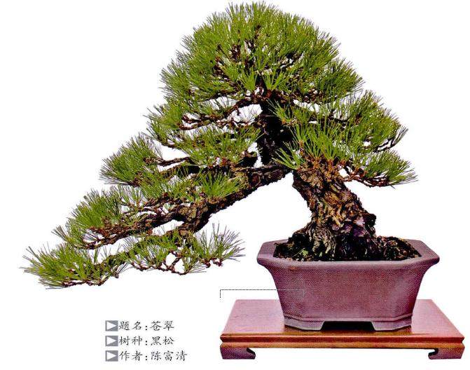 黑松盆景在养护期间的整枝