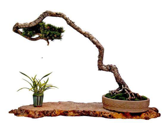 黑松盆景在养护期间的造型