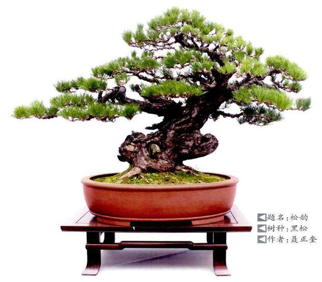 黑松盆景的根部处理