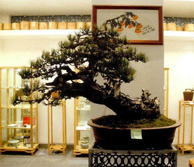 湖北省花木盆景协会在昌恩园举办迎春座谈会